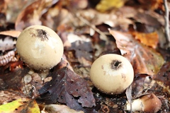 Apioperdon pyriforme