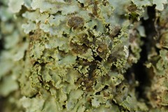 Lichenochora weillii