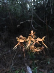 Platanthera ciliaris
