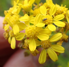 Euryops virgineus