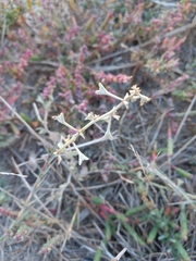 Atriplex pedunculata