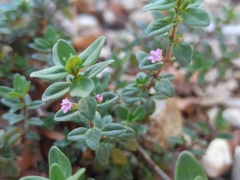 Thymus serpyllum
