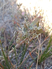 Atriplex pedunculata