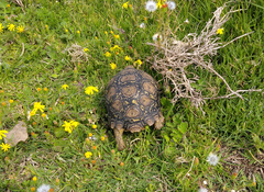 Stigmochelys pardalis