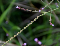 Verbena officinalis