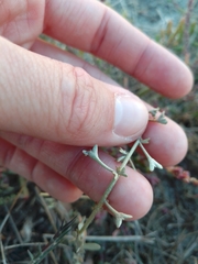 Atriplex pedunculata