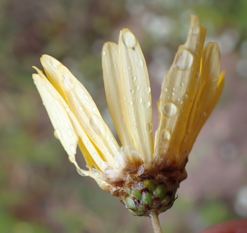 Image of Ursinia chrysanthemoides by (c) Nicola van Berkel, some rights reserved (CC BY-SA)