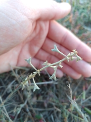Atriplex pedunculata