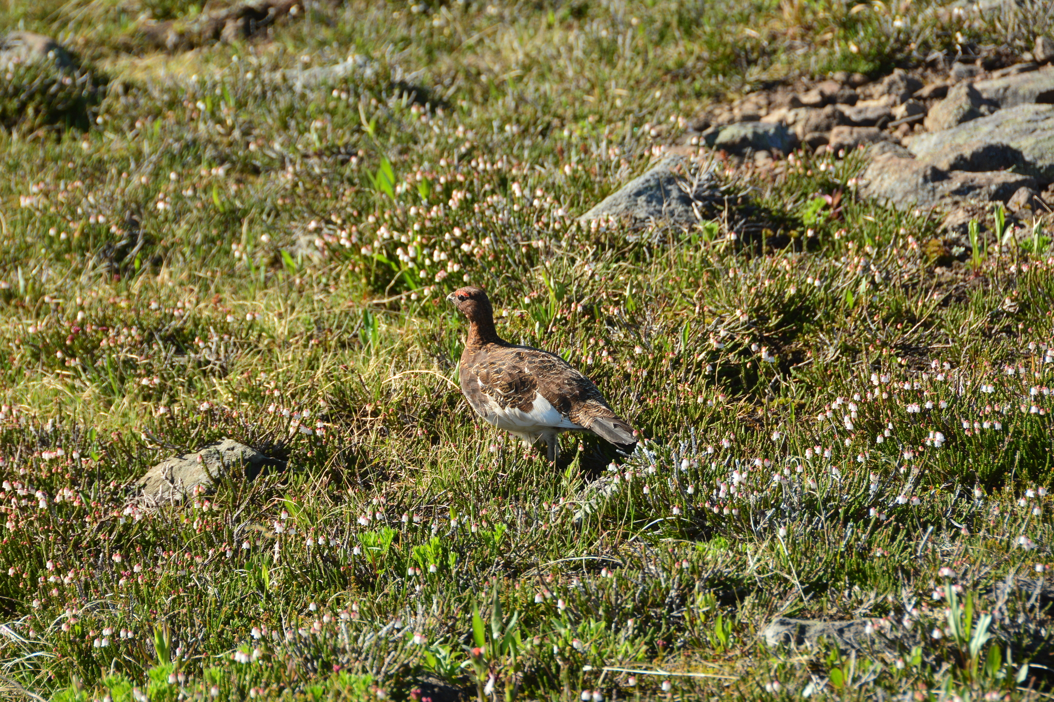 Willow Ptarmigan
