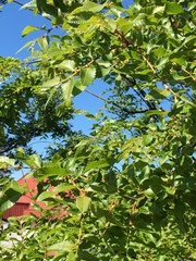 Nothofagus alpina