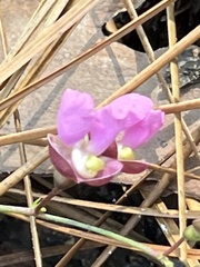 Phaseolus polystachios sinuatus