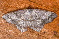 Macaria bisignata