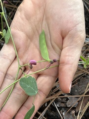 Phaseolus polystachios sinuatus