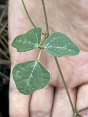 Phaseolus polystachios sinuatus