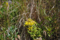 Calceolaria teucrioides