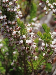 Erica rubiginosa