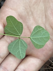 Phaseolus polystachios sinuatus