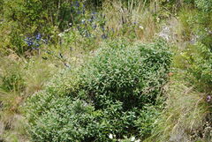 Baccharis tucumanensis