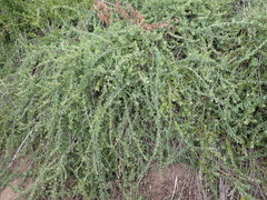 Cissampelos capensis