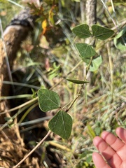 Phaseolus polystachios sinuatus