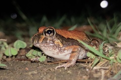 Platyplectrum ornatum