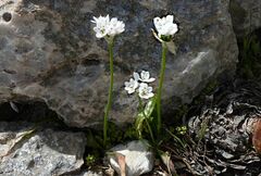 Allium subhirsutum