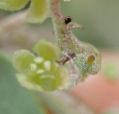 Cissampelos capensis