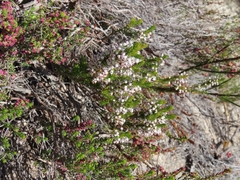 Erica rubiginosa