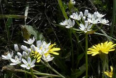 Allium subhirsutum