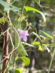 Phaseolus polystachios