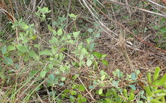 Cissampelos capensis