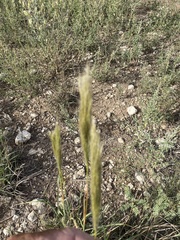 Bothriochloa barbinodis