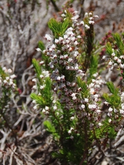 Erica rubiginosa