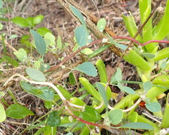 Cissampelos capensis