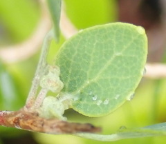 Cissampelos capensis