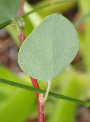 Cissampelos capensis