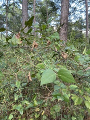 Phaseolus polystachios