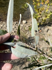 Salix caroliniana