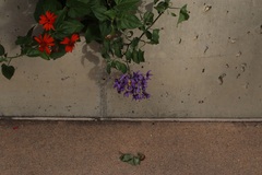 Solanum dulcamaroides