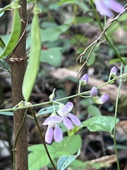 Phaseolus polystachios