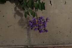 Solanum dulcamaroides