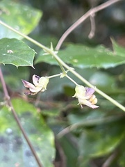 Phaseolus polystachios