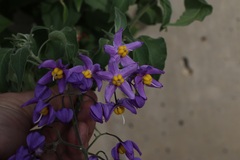 Solanum dulcamaroides