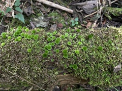 Rhodobryum