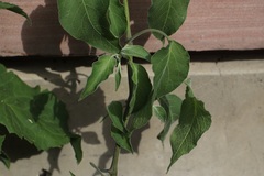 Solanum dulcamaroides