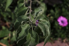 Solanum dulcamaroides