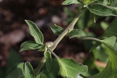 Solanum dulcamaroides