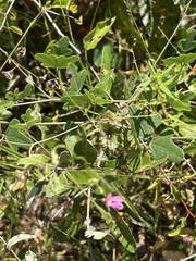 Phaseolus polystachios sinuatus