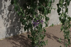 Solanum dulcamaroides