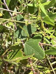 Phaseolus polystachios sinuatus